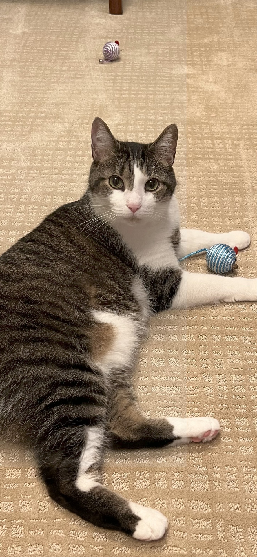 Benson the cat