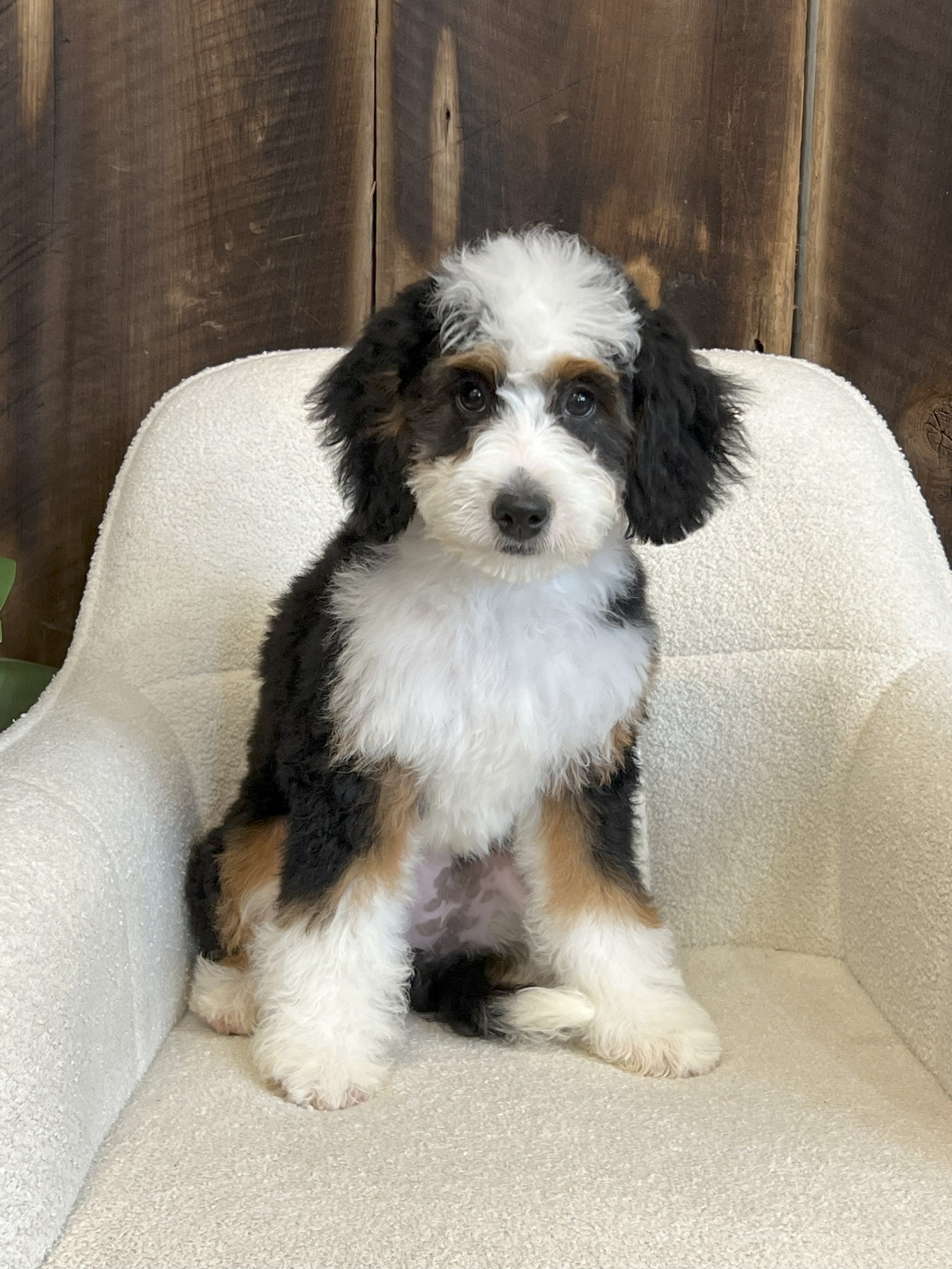 Rosie the mini bernedoodle