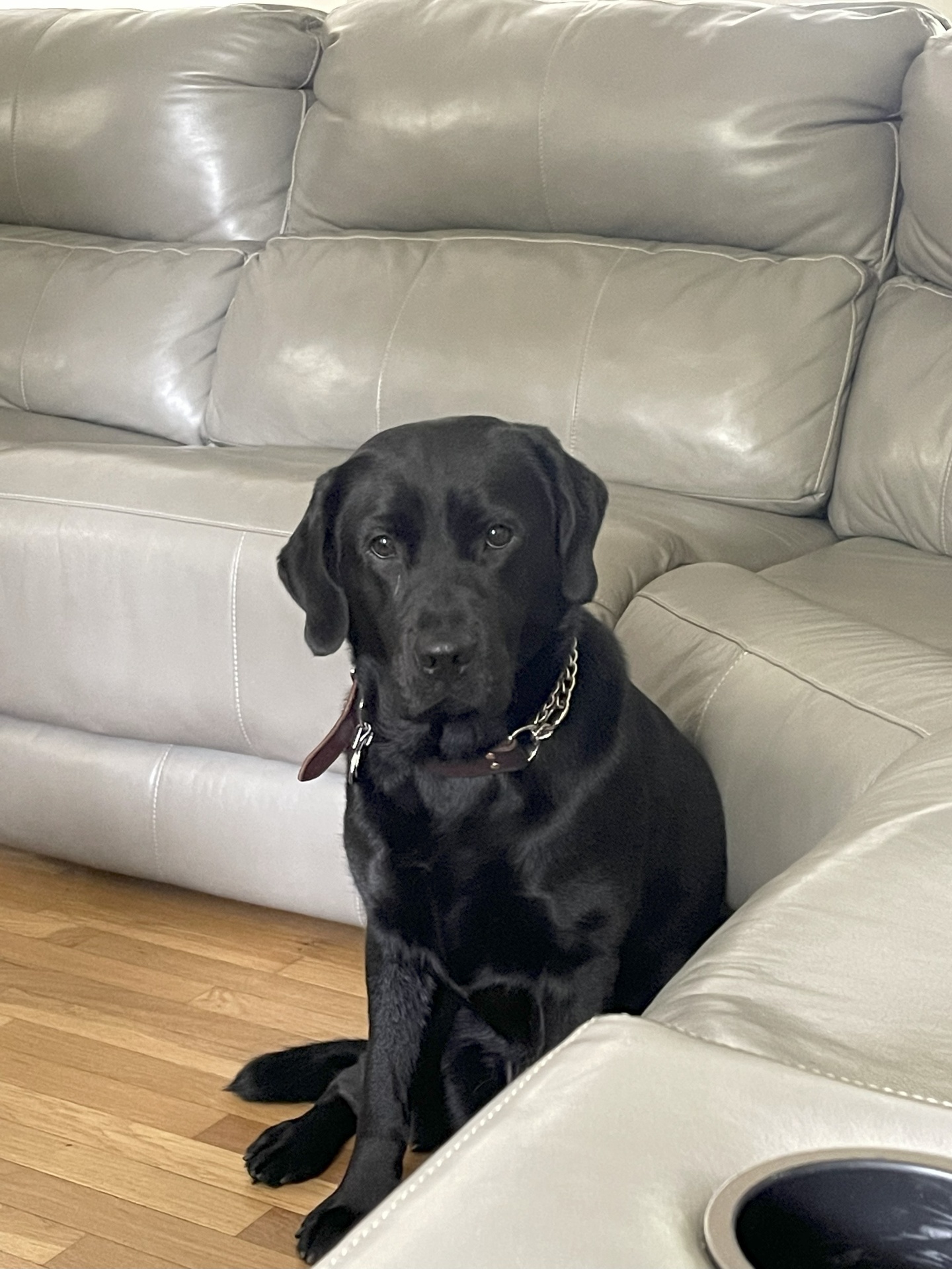 Pepper the guide dog